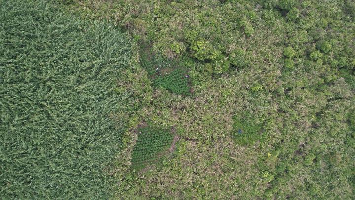 Ladang Ganja di Taman Nasional Bromo Tengger Semeru, Adakah Ancaman Invasif?