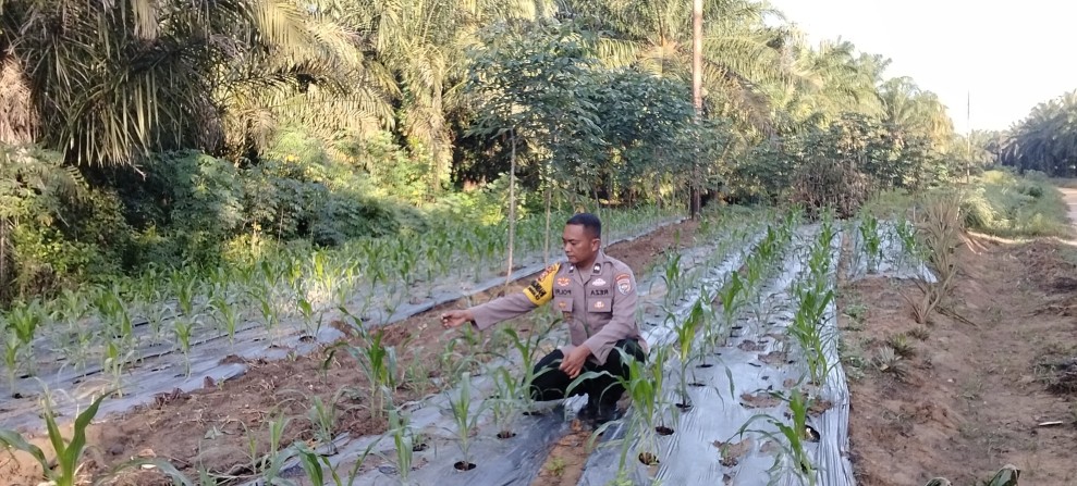 Dukung Ketahanan Pangan Nasional, Polsek Minas Cek Perkembangan Tanaman Jagung Pipil Usia 20 Hari di Minas Timur
