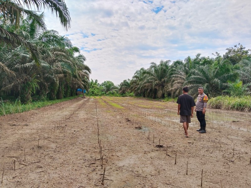 Polsek Pasir Penyu Dukung Ketahanan Pangan Nasional melalui Budidaya Jagung dan Cabai di Desa Pasir Batu Mandi