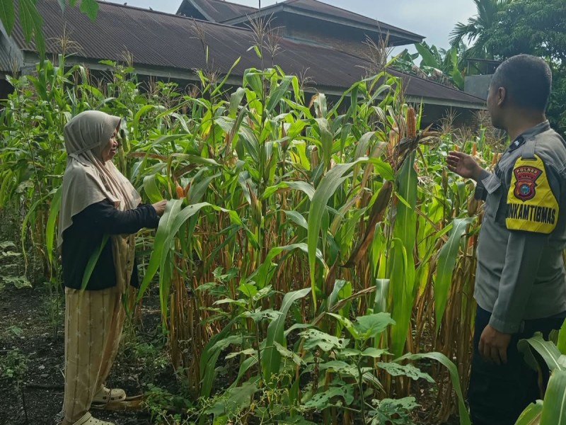 Bhabinkamtibmas Polsek Pasir Penyu Sambangi Petani Jagung, Perkuat Program Ketahanan Pangan Nasional