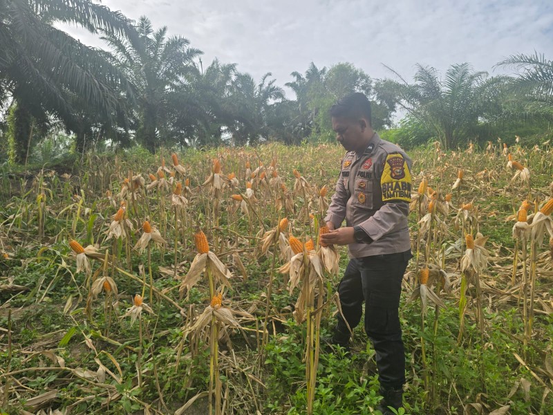 Bhabinkamtibmas Bersama Kelompok Tani Minas Barat Lakukan Pembersihan dan Pengupasan Jagung Jelang Panen