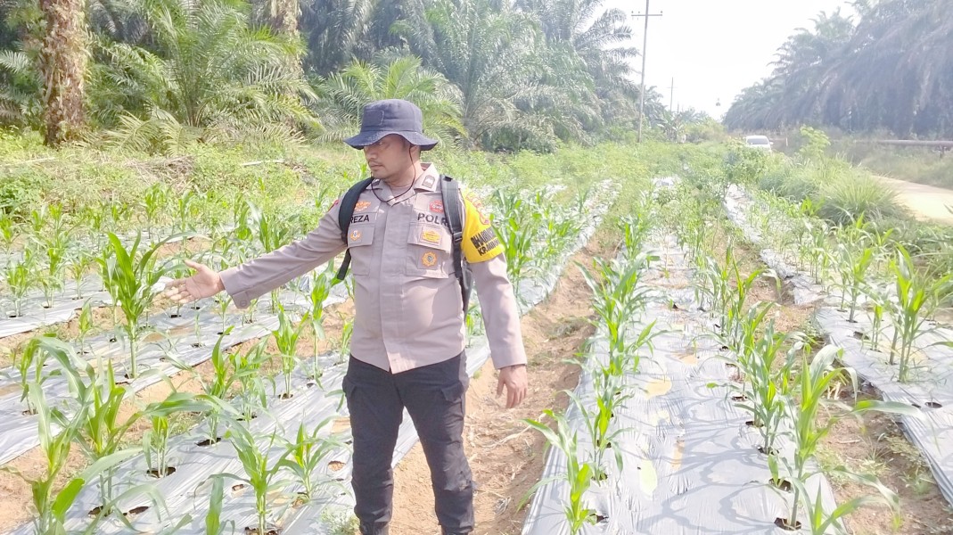 Program Ketahanan Pangan Jagung Pipil di Minas Timur Terus Dipantau, Tanaman Usia 35 Hari Tumbuh Baik