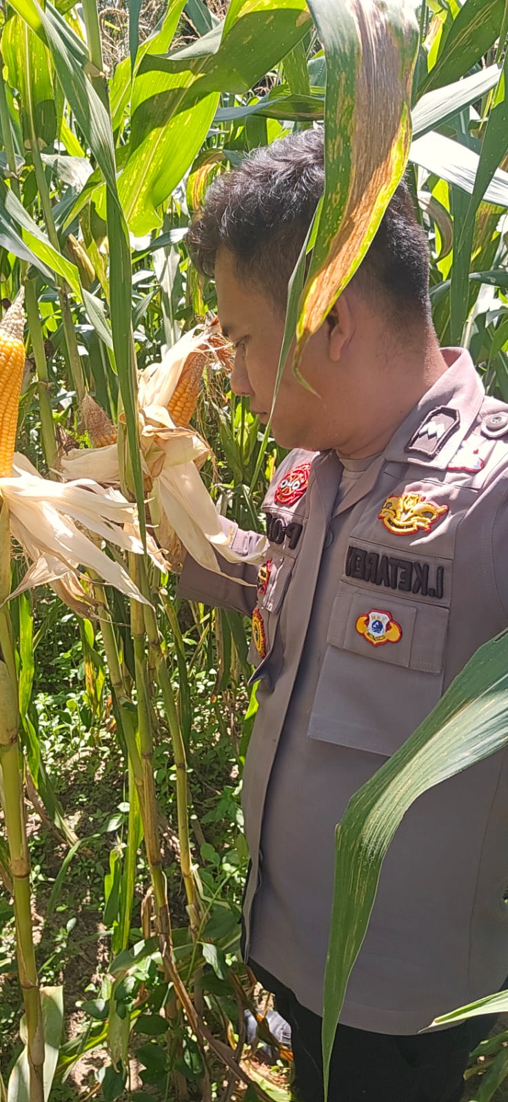 Dukung Ketahanan Pangan, Polsek Minas Turun Langsung Dampingi Perawatan Lahan Jagung
