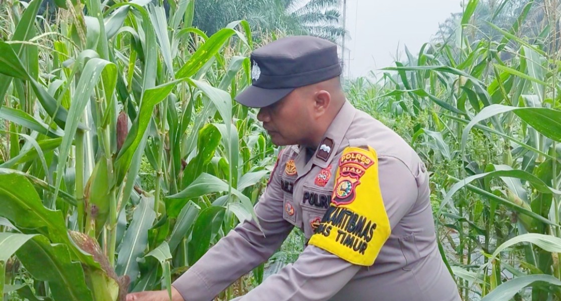 Bhabinkamtibmas Polsek Minas Pantau Tanaman Jagung Pipil Program Ketahanan Pangan Nasional di Minas Timur