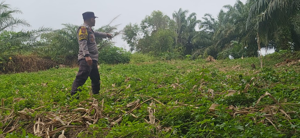 Bhainkamtibmas Polsek Minas Tinjau Lahan Jagung Pipil 1/3 Hektare di Minas Barat, Dukung Program Ketahanan Pangan