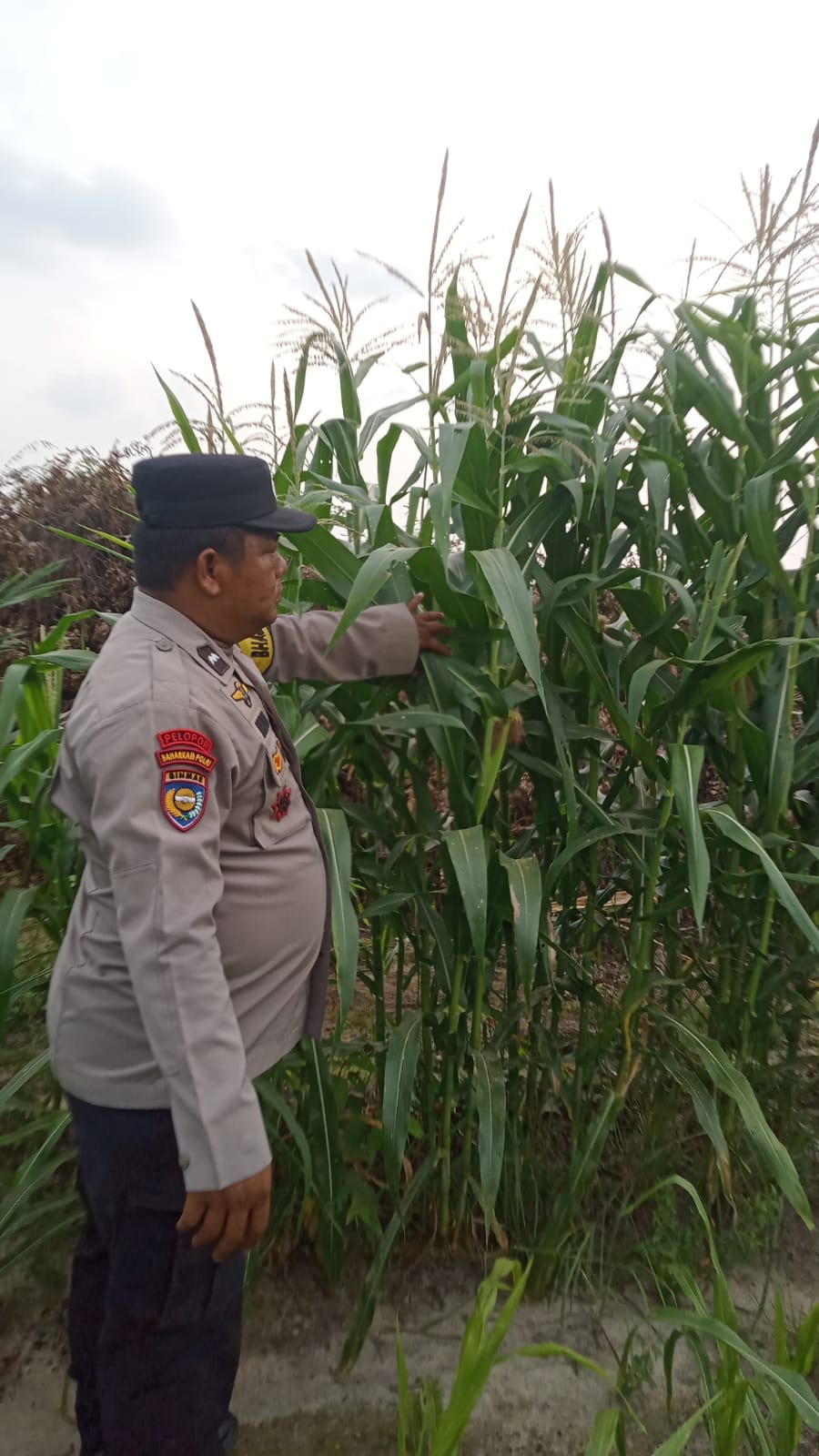 Polsek Minas Cek Perkembangan Jagung Program Ketahanan Pangan, Kapolsek: Komitmen Dukung Swasembada Pangan Nasional