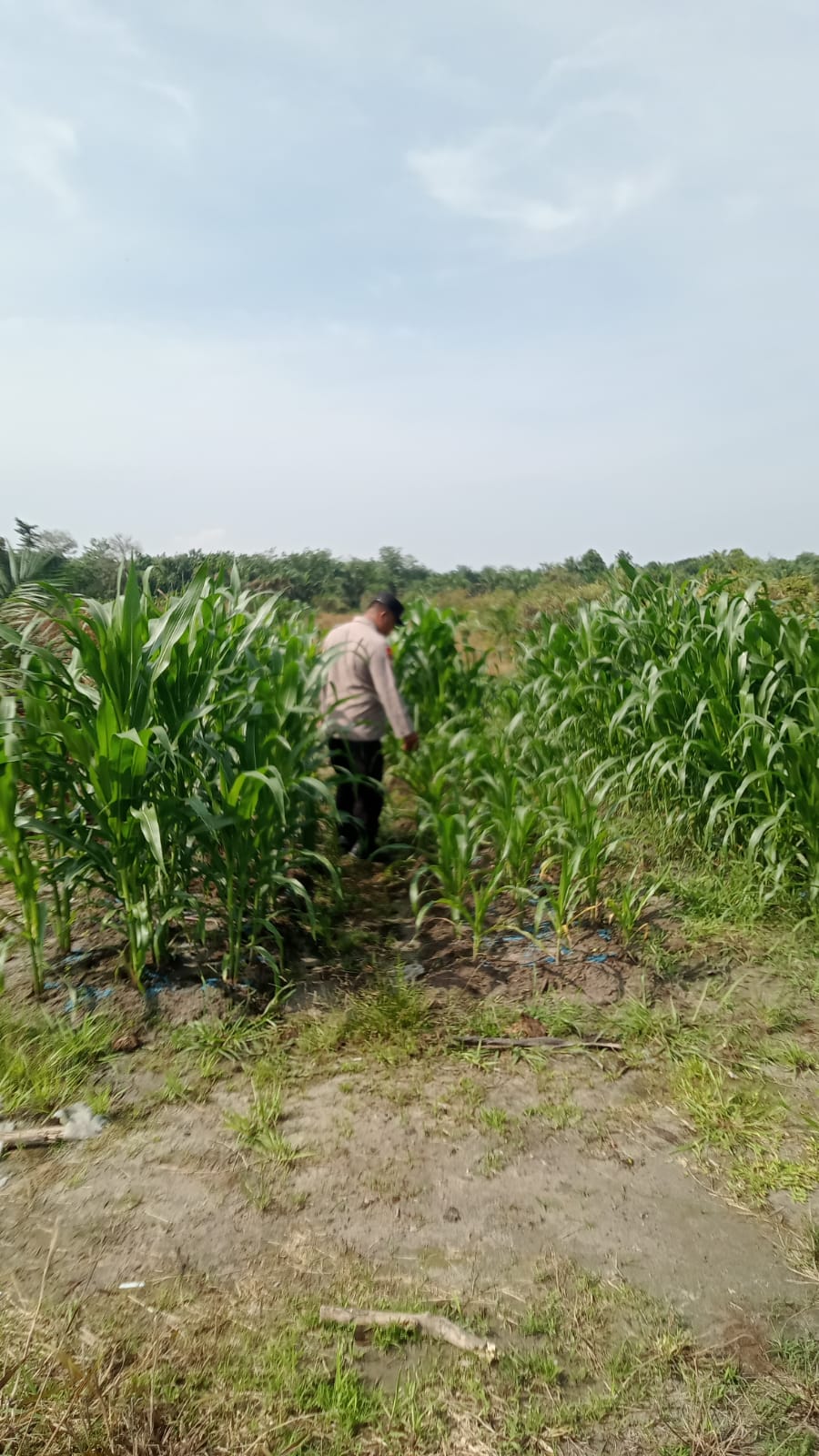 Polsek Minas Pantau Perkembangan Jagung Pipil Usia 39 Hari di Kampung Mandiangin, Tanaman Tumbuh Subur
