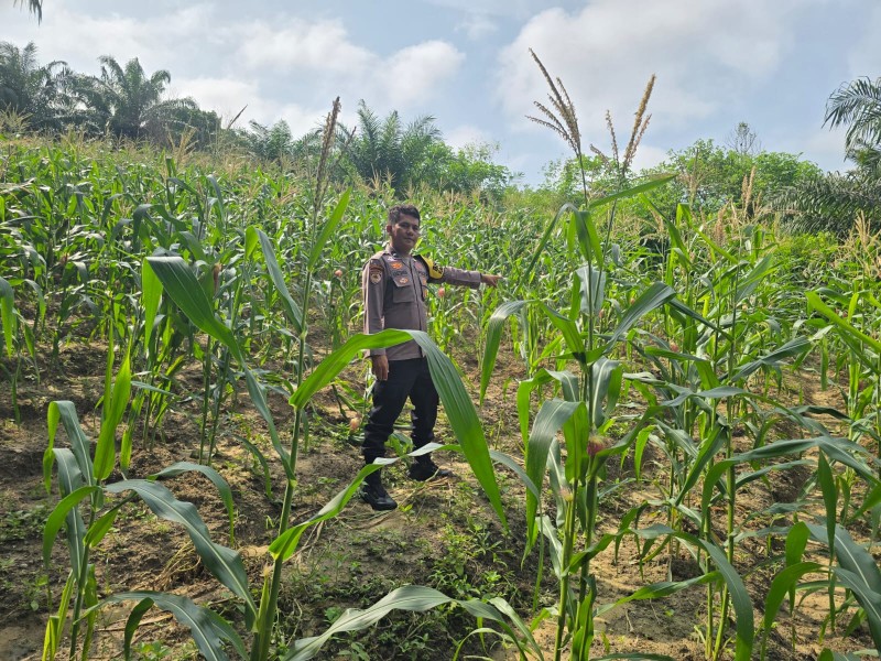 Polsek Minas Pantau Pertumbuhan Jagung Pipil Usia 70 Hari di Minas Barat