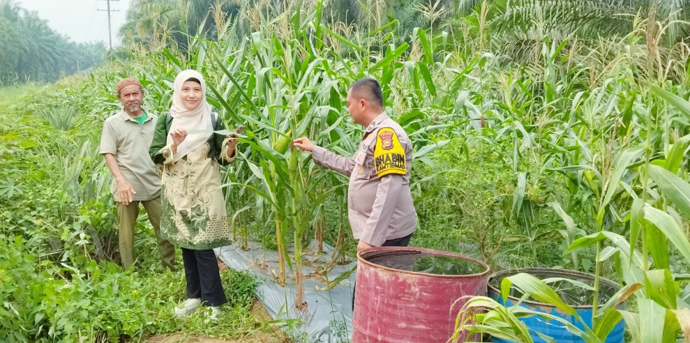 Polsek Minas Cek Perkembangan Jagung Pipil Usia 86 Hari di Minas Timur