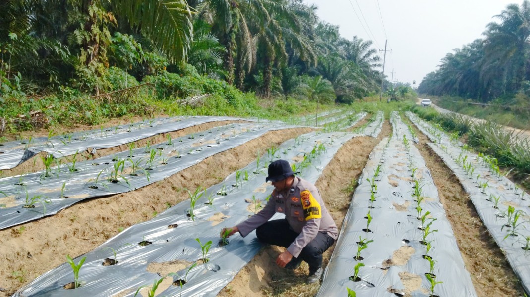 Bhabinkamtibmas Polsek Minas Pantau Jagung Program Ketahanan Pangan Nasional di Minas Timur, Tanaman Usia 26 Hari Tumbuh Baik