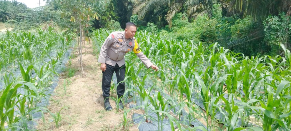 Bhabinkamtibmas Polsek Minas Secara Rutin Cek Perkembangan Jagung Pipil Program Ketahanan Pangan di Minas Timur