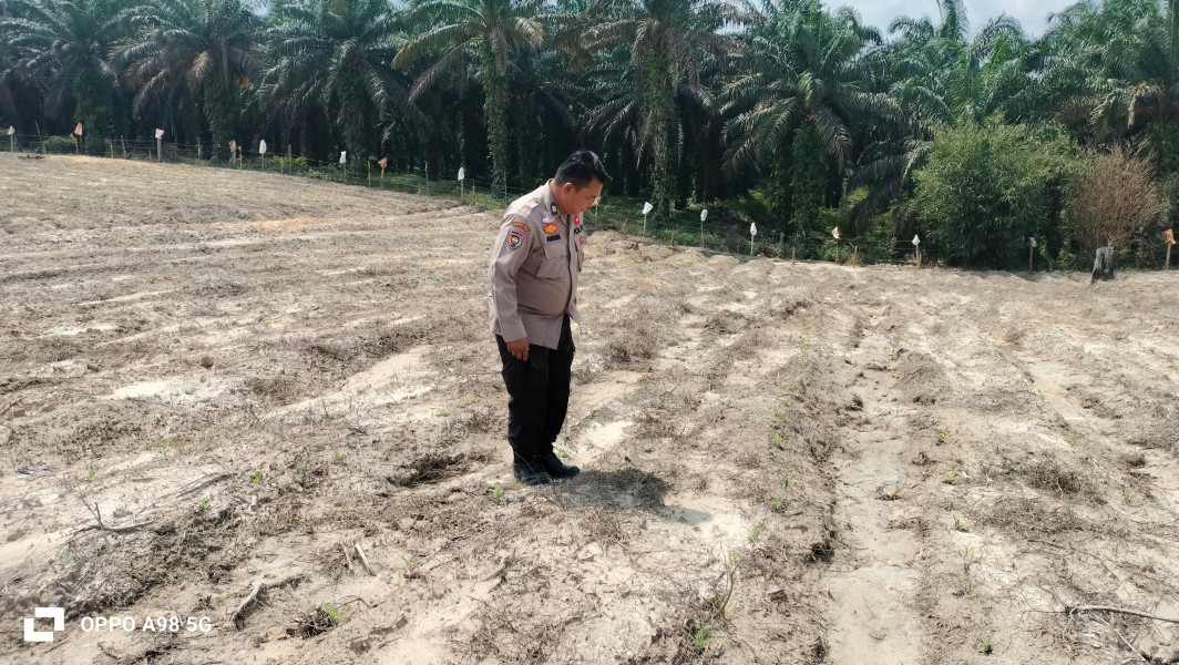 Bhabinkamtibmas Polsek Minas Cek Perkembangan Jagung Program Ketahanan Pangan, Tanaman Tumbuh Baik di Usia 9 Hari