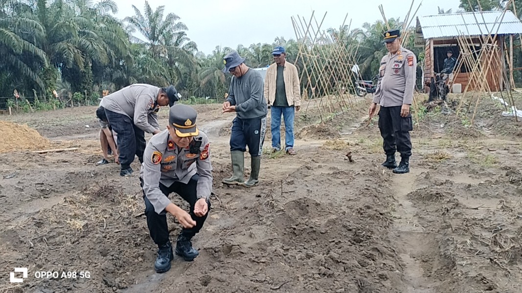 Dukung Swasembada Pangan 2026, Polsek Minas Laksanakan Penanaman Jagung Pipil di Rantau Bertuah