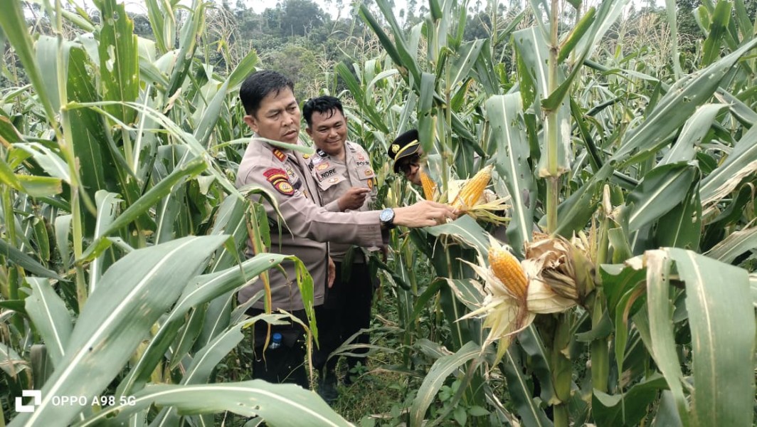 Polsek Minas Cek Perkembangan Jagung Pipil Program Ketahanan Pangan di Rantau Bertuah