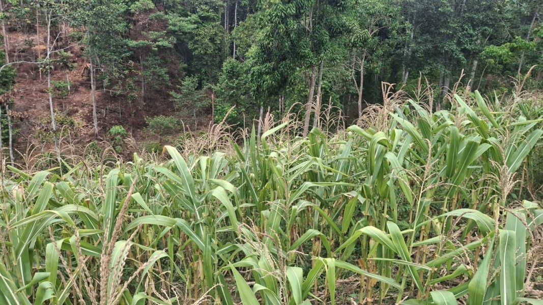 Kapolsek Minas Pastikan Program Ketahanan Pangan Nasional Berjalan, Tanaman Jagung di Minas Jaya Masuk Usia 82 Hari