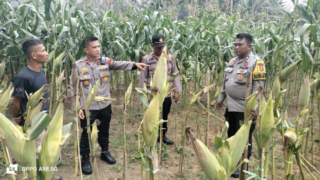 Kapolsek Minas Tinjau Perkembangan Jagung Pipil Usia 80 Hari di Lahan Tumpang Sari Kampung Mandiangin