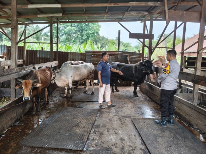 Bhabinkamtibmas Polsek Pasir Penyu Sambangi Peternak Sapi, Dorong Kemandirian Pangan Masyarakat