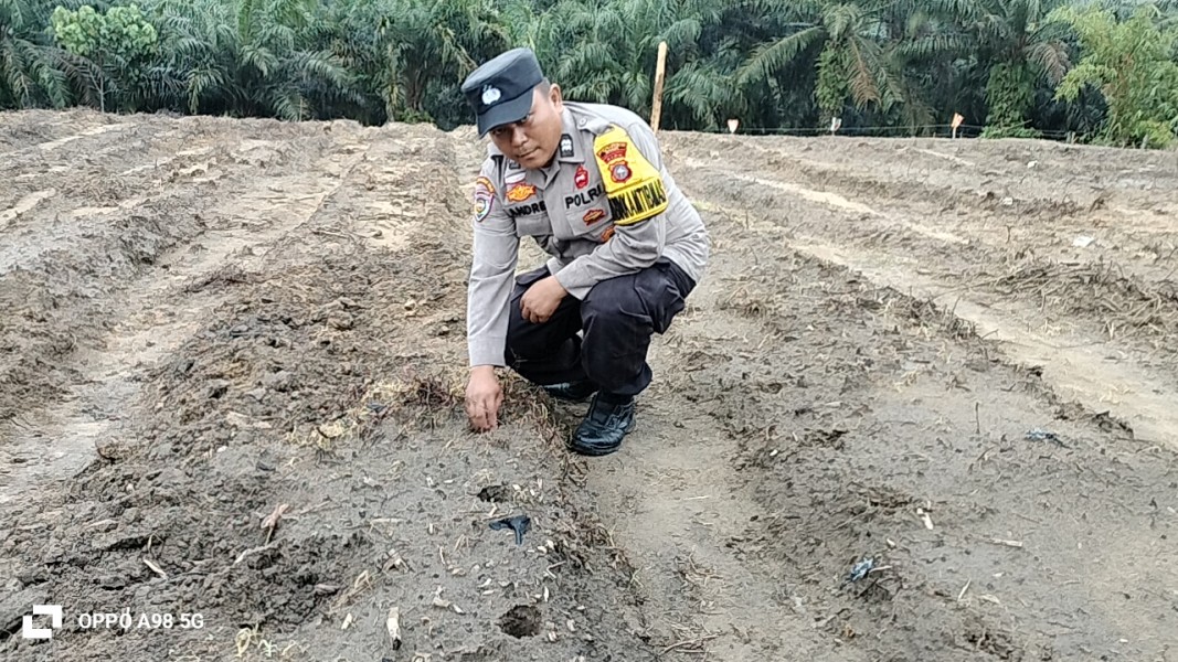 Dukung Swasembada Jagung 2026, Polsek Minas Bersama Kelompok Tani Tanam Jagung Pipil di Rantau Bertuah