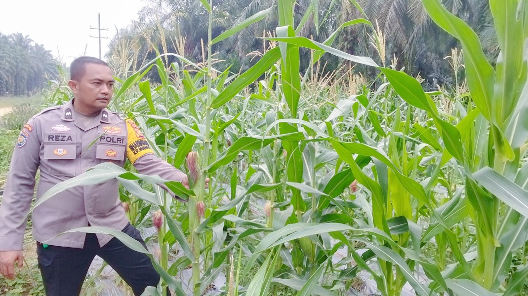 Polsek Minas Pantau Perkembangan Jagung Pipil di Minas Timur, Tanaman Usia 70 Hari Tumbuh Baik