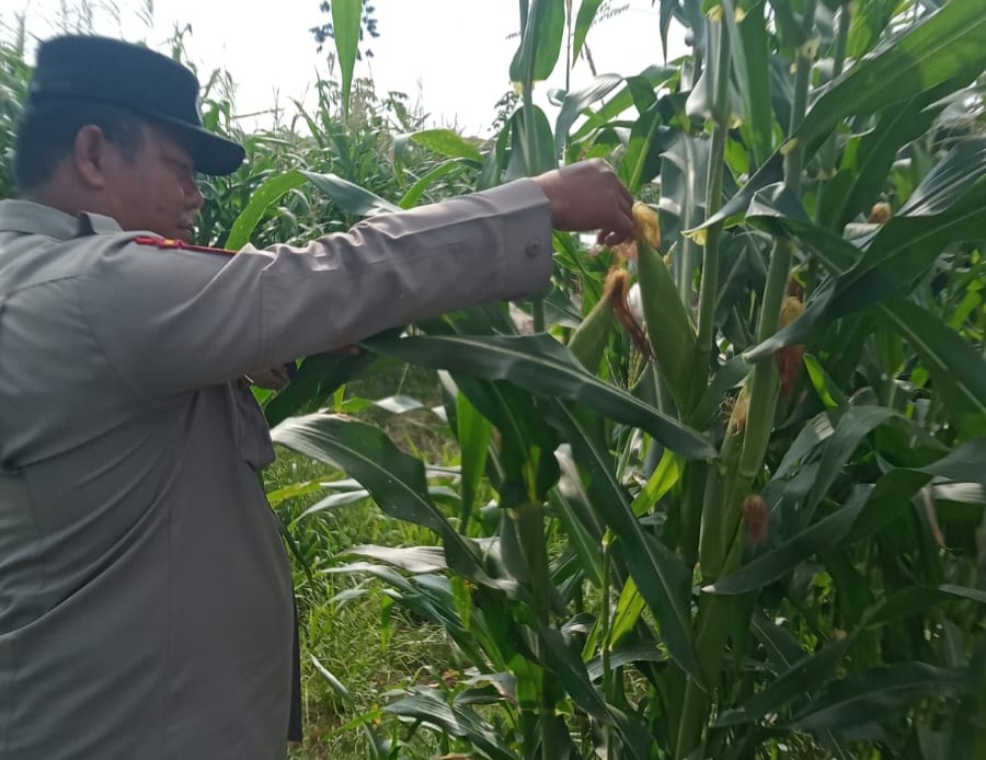 Polsek Minas Cek Perkembangan Jagung Program Ketahanan Pangan Nasional di Kampung Mandiangin, Siapkan Pemupukan untuk Musim Tanam Baru