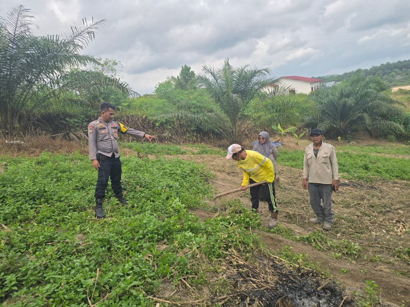 Polisi dan Kelompok Tani Bersihkan Lahan Jagung Pipil di Minas Barat, Dukung Ketahanan Pangan
