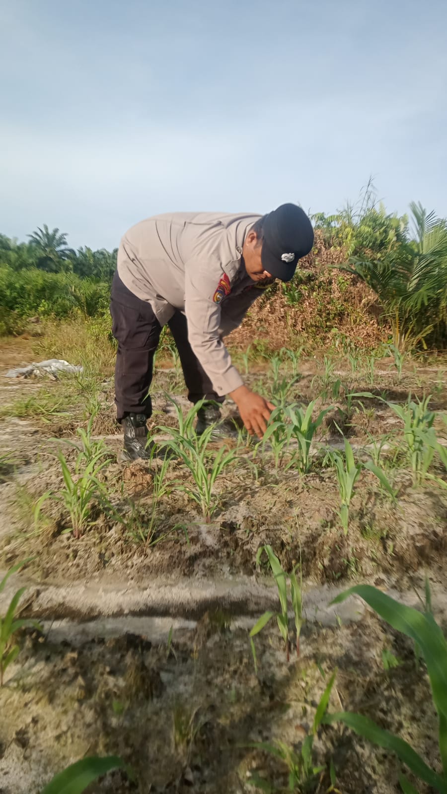Polsek Minas Cek Perkembangan Jagung Pipil Program Ketahanan Pangan di Kampung Mandiangin