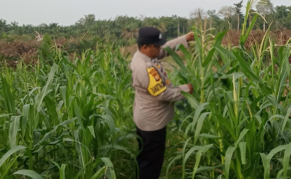 Jagung Pipil Usia 78 Hari di Mandiangin Capai Tinggi 135 Cm, Saat Ini Terkendala Hama Monyet
