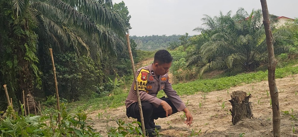 Bhabinkamtibmas Polsek Minas Pantau Perkembangan Jagung Pipil Usia 25 Hari di Minas Barat, Tumbuh Subur di Lahan Setengah Hektare