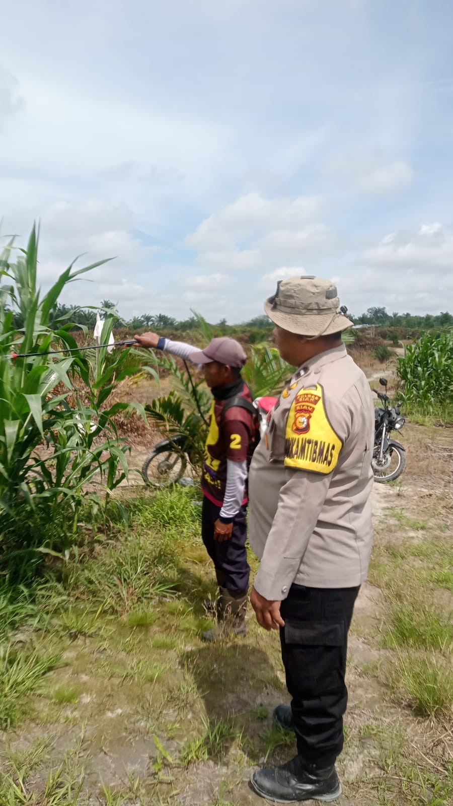 Polsek Minas Pantau Perkembangan Jagung Pipil Usia 50 Hari di Lahan Tumpang Sari Warga Mandiangin