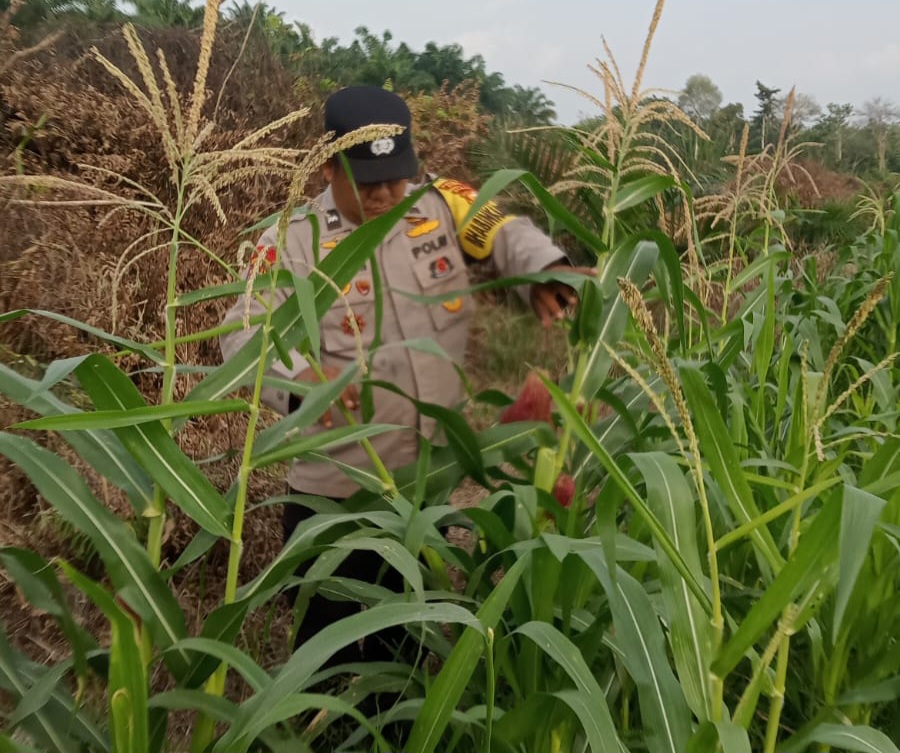 Polsek Minas Cek Perkembangan Jagung Pipil di Mandiangin, Tanaman Capai Tinggi 2 Meter