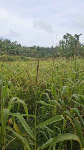 Program Ketahanan Pangan Nasional: Polsek Minas Lakukan Pengecekan Perkembangan Jagung Pipil di Kelompok Tani Sejati Usia 75 Hari