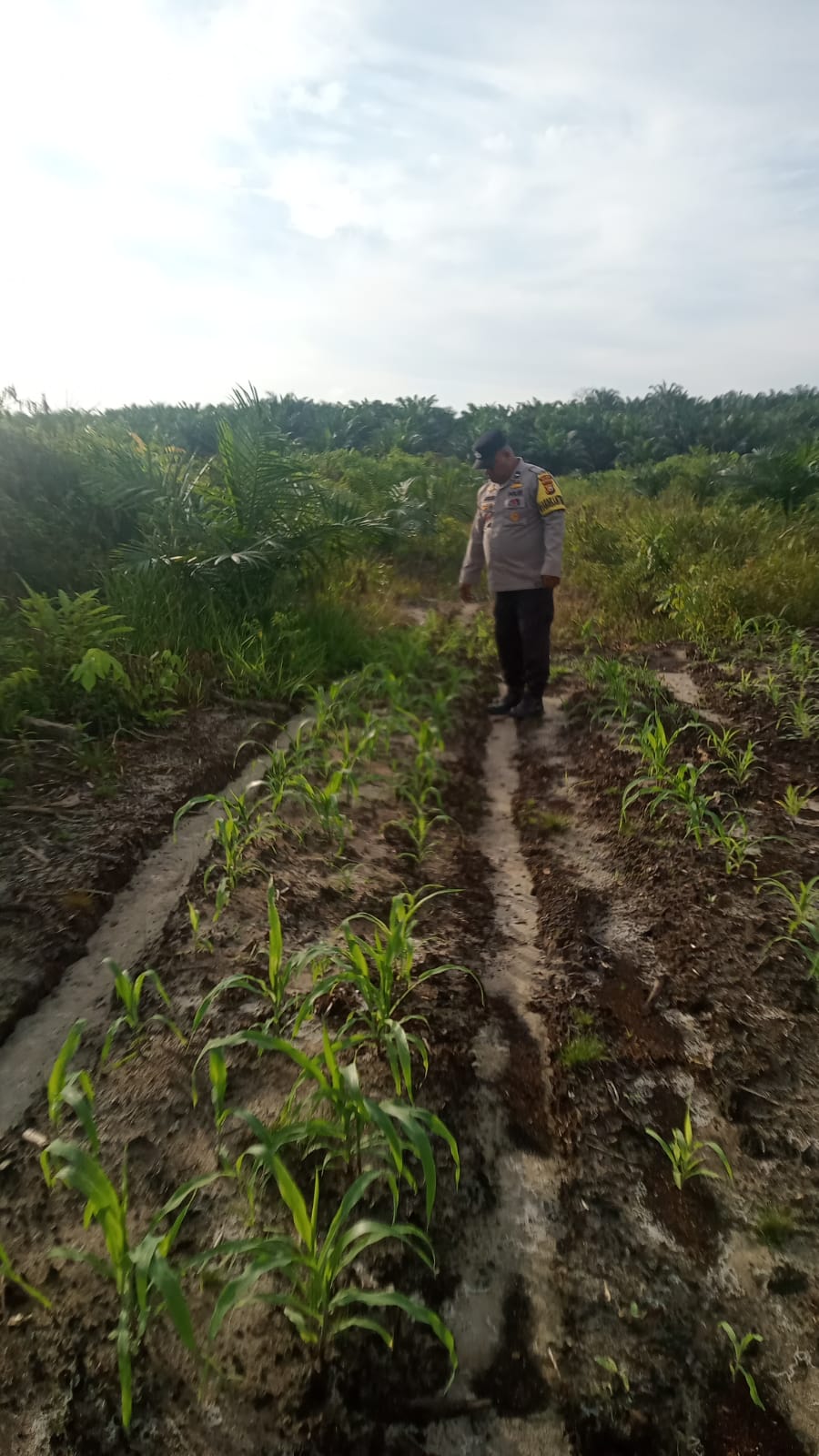 Polsek Minas Pantau Perkembangan Jagung Pipil Usia 30 Hari, Dukung Program Ketahanan Pangan Nasional