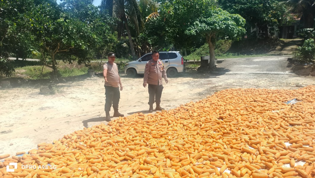 Polsek Minas Pantau Tahap Pascapanen Jagung Pipil Program Ketahanan Pangan di Rantau Bertuah