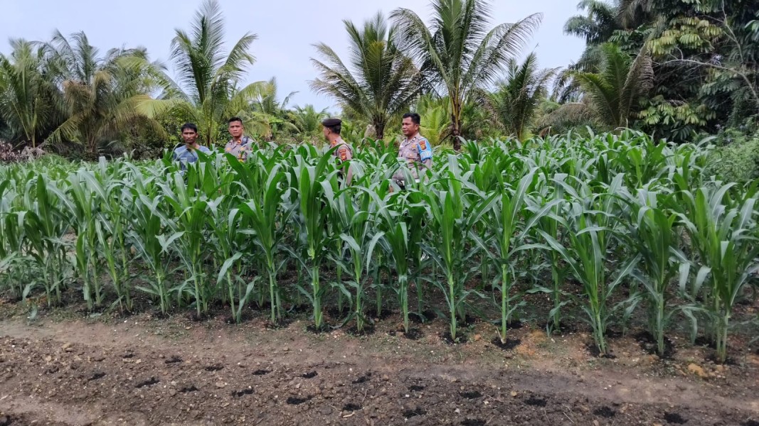 Kapolsek Minas Tinjau Langsung Tanaman Jagung Dukung Ketahanan Pangan Nasional