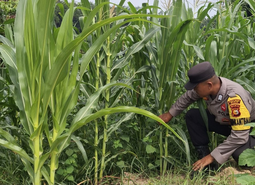 Polsek Minas Pantau Budidaya Jagung Program Ketahanan Pangan di Minas Jaya
