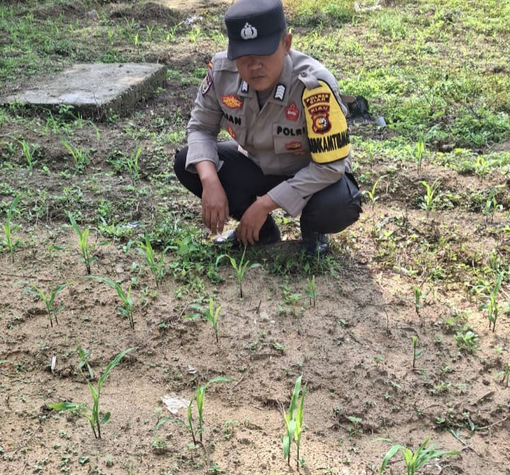 Bhabinkamtibmas Minas Jaya Cek Perkembangan Jagung Program Ketahanan Pangan di Minas