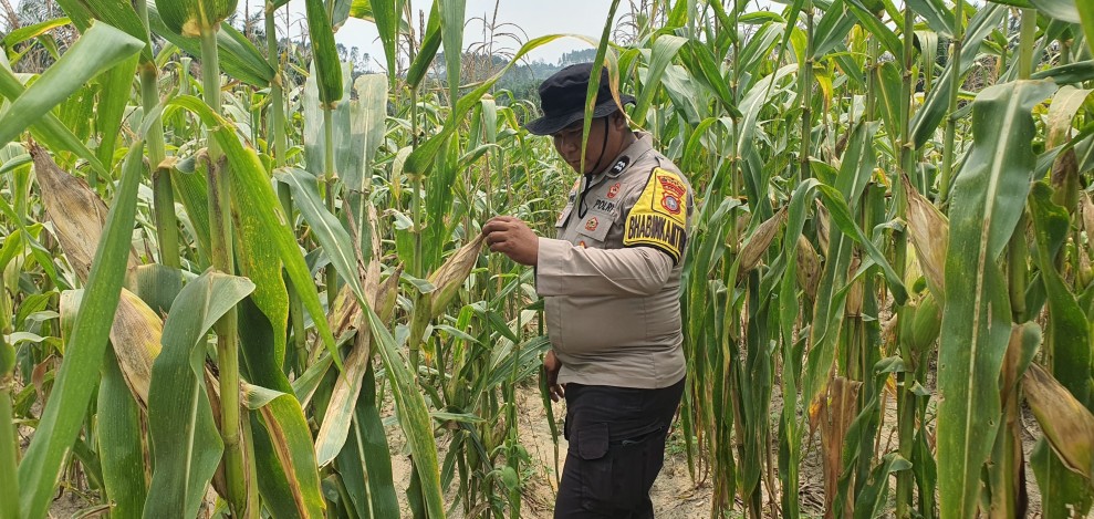 Bhabinkamtibmas Polsek Minas Cek Jagung Usia 87 Hari, Persiapan Pra Panen Mulai Dilakukan