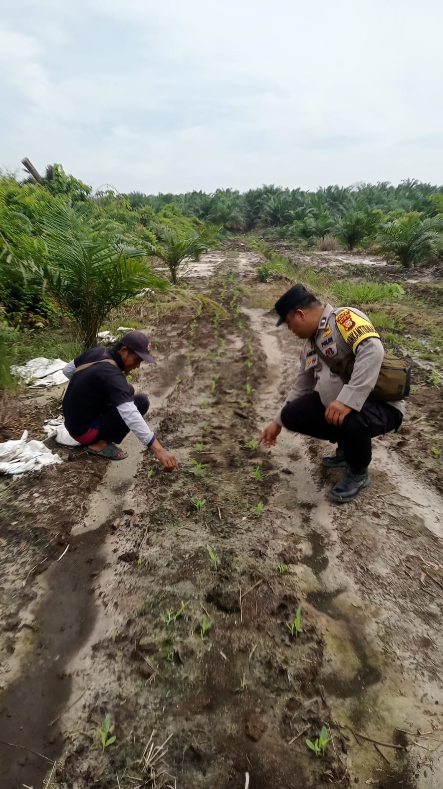 Bhabinkamtibmas Kampung Mandiangin Cek Perkembangan Jagung Pipil Program Ketahanan Pangan di Usia 16 Hari